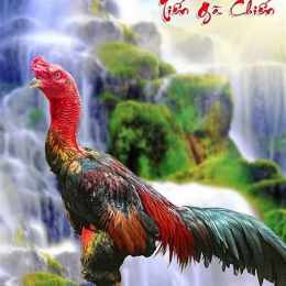 gà đá đẹp nhất việt nam
