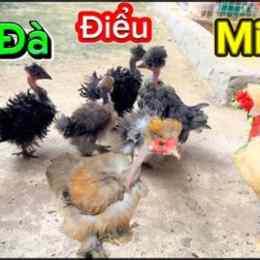 gà đà điểu mini