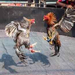 gà da đỏ