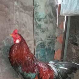 gà đá đốc cổ