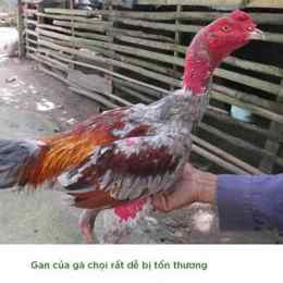 ga da giai tonhon