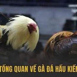 gà đá hầu kiềng