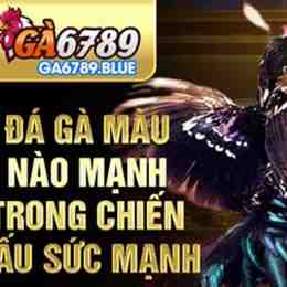 gà đá hôm nay màu nào mạnh