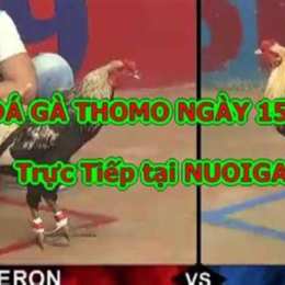 ga da hom nay