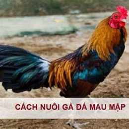 ga da mau gi manh nhat