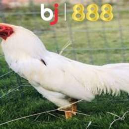 gà đá màu trắng gọi là gà gì