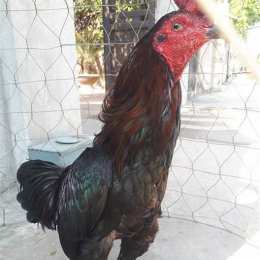 ga da thai lan