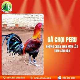 gà đá thamo