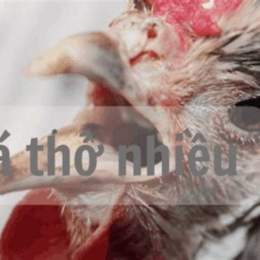 gà đá thở nhiều