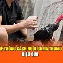 ga da thomo 26/5