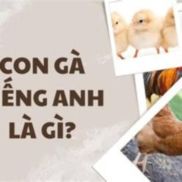gà đá tiếng anh là gì