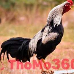 gà đá trực tiếp thomo 67