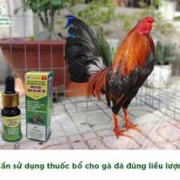 gà đá uống thuốc gì cho khỏe