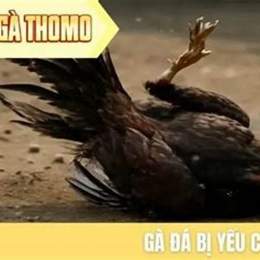 gà đá về bị đau chân