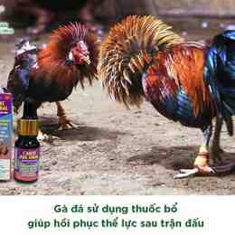 gà đá về cho uống thuốc gì