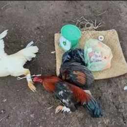 gà đang đá bỏ chạy