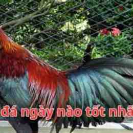 gà điều đá ngày nào