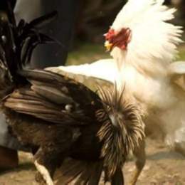 gà đòn đá với gà cựa