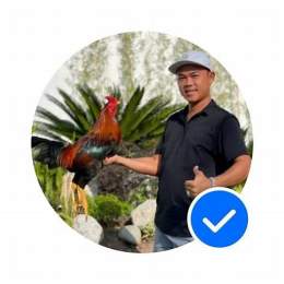 gà duyên ti đá