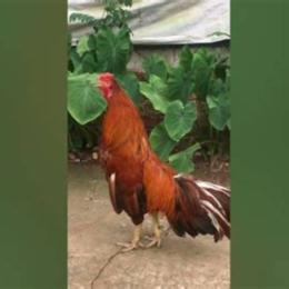 gà khét của a cọp đá