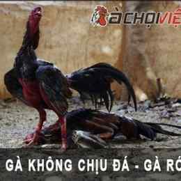 gà không chịu đá