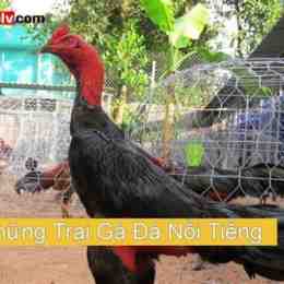 gà lông 3 có đá được không