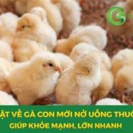 gà mới đá về cho uống thuốc gì