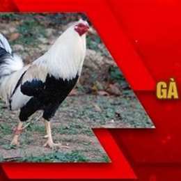 gà mỹ đá của sắt