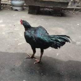 gà ô ma mị đá