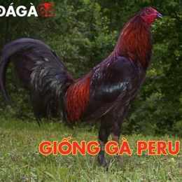 gà peru đá thomo
