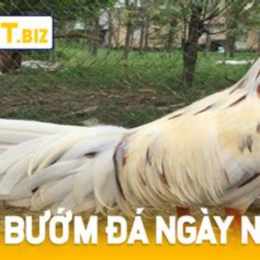 gà que đá ngày nào tốt