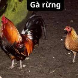 gà rừng đá