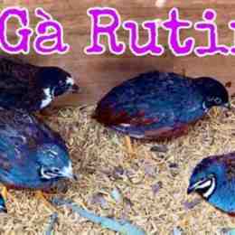 gà rutin đà lạt