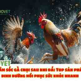 gà sau khi đá về