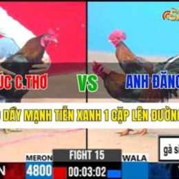 gà sinh đôi đá c3
