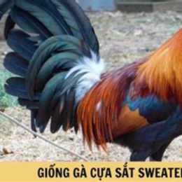 gà sweater đá