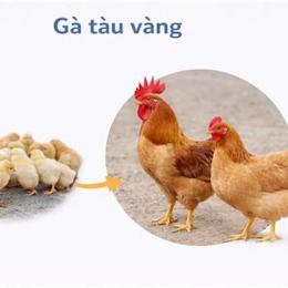 ga tau da nang