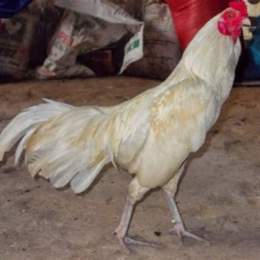gà thái đá cựa sắt