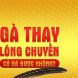 gà thay lông chuyền đá được không