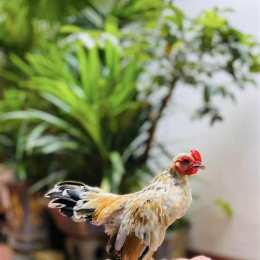 gà tre bắc đá