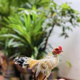 gà tre bắc tít đá