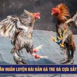 ga tre da cua sat hay nhat
