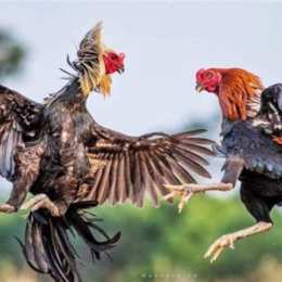 gà tre đá nhau với gà chọi