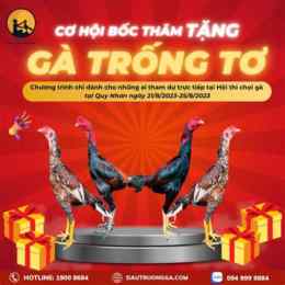 gà trống đá