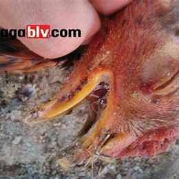 gà trùng huyết đá được không