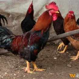 gà việt nam đá gà thái lan