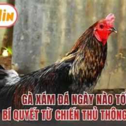 gà xám đá ngày nào tốt