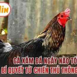 gà xám đá ngày nào