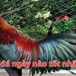 gà xanh đá ngày nào tốt