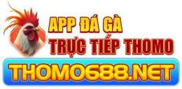 giao diện app app đá gà trực tiếp